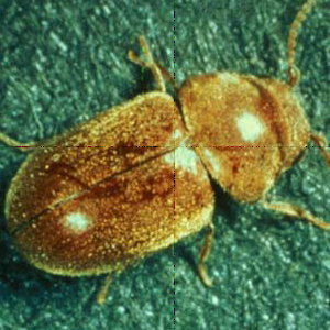 How to get rid of drugstore beetles: an expert guide