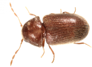 bread beetles in my pantry!  BUGSPRAY PEST CONTROL AND TREATMENTS