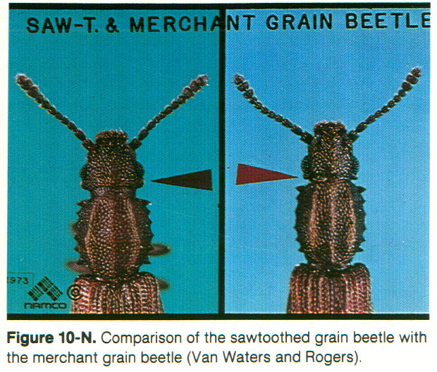 sawtoothed grain beetle